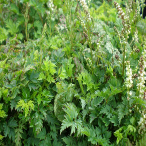 ARUNCUS aethusifolius