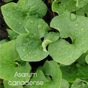 ASARUM canadense