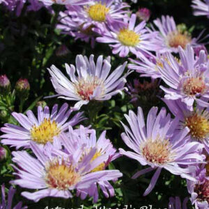 ASTER 'Wood's Light Blue'
