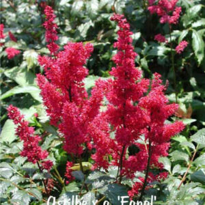 ASTILBE x arendsii 'Fanal'