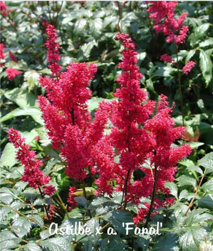 ASTILBE x arendsii 'Fanal'