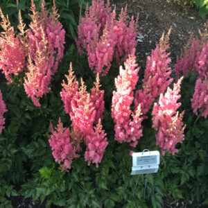 ASTILBE chinensis 'Little Vision in Pink'