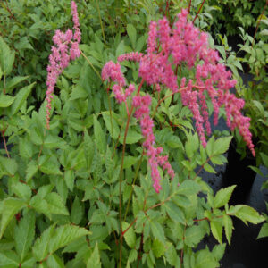 ASTILBE x thunbergii 'Ostrich Plume'