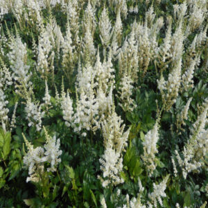 ASTILBE chinensis 'Vision in White' PP18965