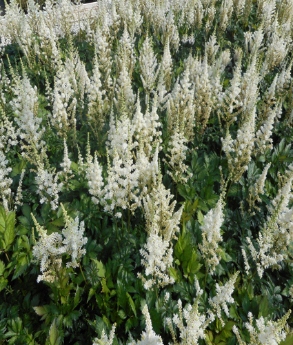 ASTILBE chinensis 'Vision in White' PP18965