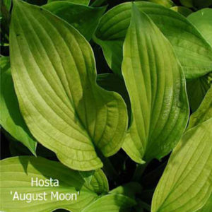 HOSTA 'August Moon'
