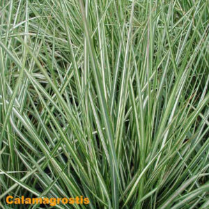 CALAMAGROSTIS acutiflora 'Avalanche'