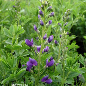 BAPTISIA australis