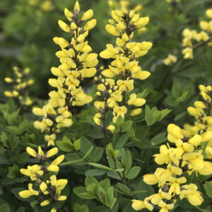 BAPTISIA  DECADENCE&reg; Series 'Lemon Meringue' PP24280