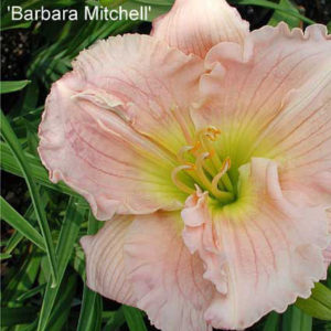 HEMEROCALLIS 'Barbara Mitchell'