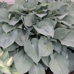 HOSTA 'Big Daddy'