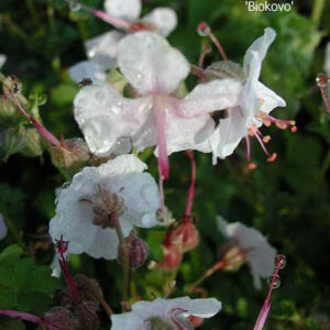 GERANIUM x cantabrigiense 'Biokovo'