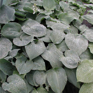 HOSTA 'Blue Angel'
