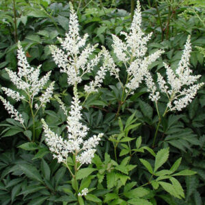 ASTILBE x arendsii 'Bridal Veil'