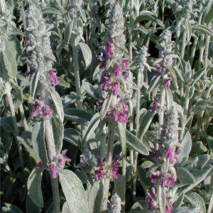 STACHYS byzantina