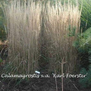 CALAMAGROSTIS acutiflora 'Karl Foerster'