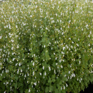 CALAMINTHA nepeta subsp. glandulosa 'White Cloud'