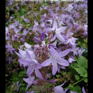 CAMPANULA poscharskyana 'Blue Waterfall' PP13161