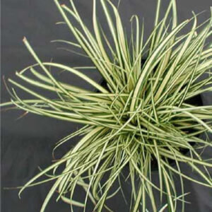 CAREX oshimensis 'Evergold'