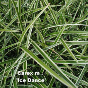 CAREX morrowii 'Ice Dance'