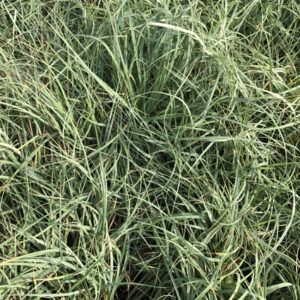 CAREX flacca 'Blue Zinger'