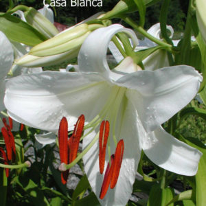 LILIUM oriental 'Casa Blanca'