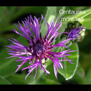 CENTAUREA montana