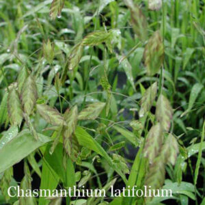 CHASMANTHIUM latifolium