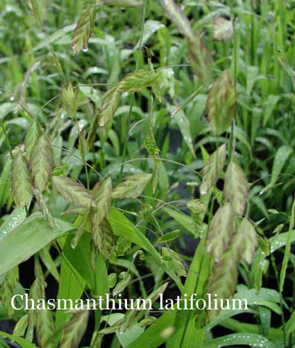 CHASMANTHIUM latifolium