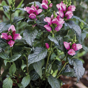 CHELONE obliqua 'Tiny Tortuga' PP25350