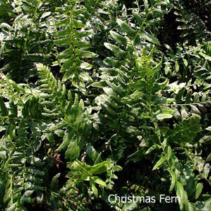 POLYSTICHUM acrostichoides (Christmas fern)