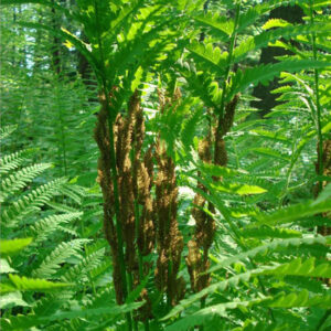 OSMUNDA cinnamomea