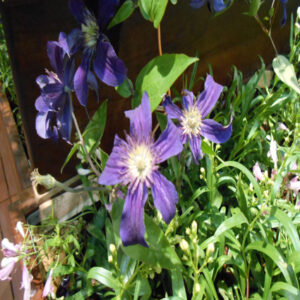 CLEMATIS 'Sapphire Indigo'&trade; PP17012