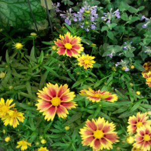 COREOPSIS LI'L BANG™ SERIES 'Daybreak' PP27138