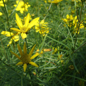 COREOPSIS verticillata 'Zagreb'