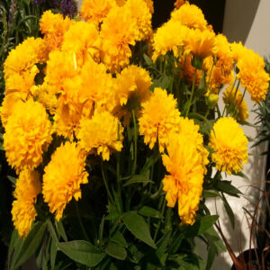 COREOPSIS grandiflora Solanna™ 'Golden Sphere' PP25241