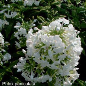 PHLOX paniculata 'David'