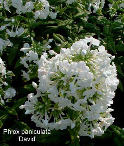 PHLOX paniculata 'David'