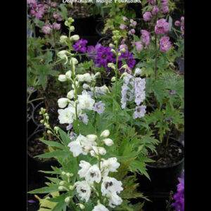 DELPHINIUM x cultorum 'Magic Fountains' Mix