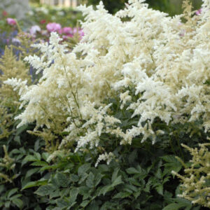 ASTILBE x japonica 'Deutschland'
