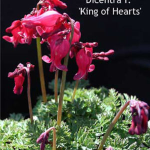 DICENTRA x 'King of Hearts'