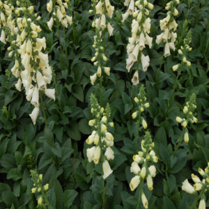 DIGITALIS CAMELOT™ SERIES purpurea 'Cream'