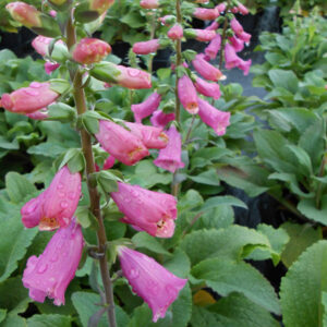 DIGITALIS CAMELOT™ SERIES purpurea 'Rose'