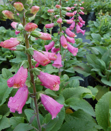 DIGITALIS CAMELOT™ SERIES purpurea 'Rose'
