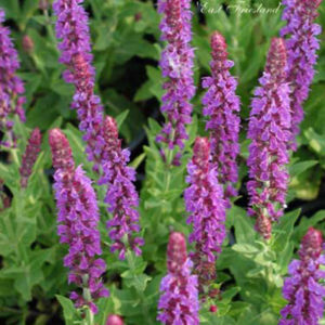 SALVIA nemorosa 'East Friesland'