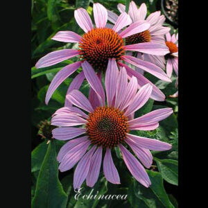ECHINACEA purpurea 'Magnus'