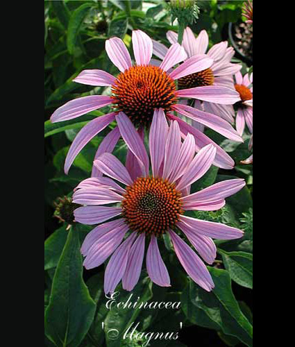 ECHINACEA purpurea 'Magnus'
