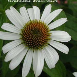ECHINACEA purpurea 'White Swan'
