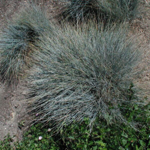 FESTUCA glauca 'Elijah Blue'