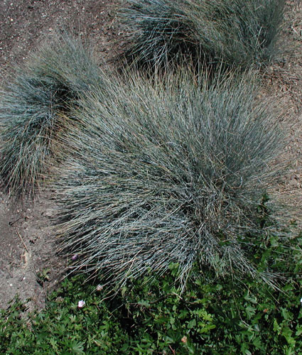 FESTUCA glauca 'Elijah Blue'